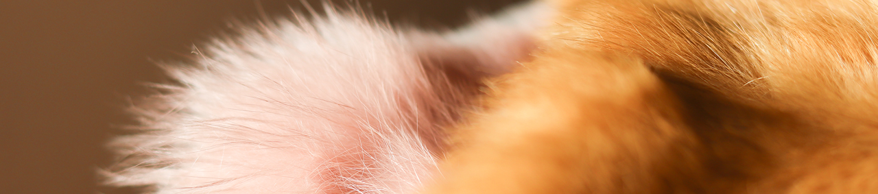 Cuir peau de lapin en poil - Cuir en Stock